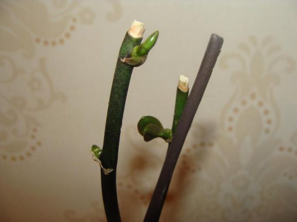Нові нирки на квітконосі