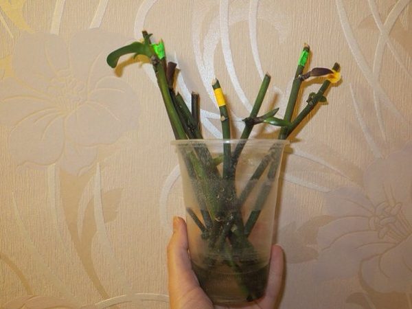 Виддалені квітконоси у воді