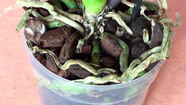 Сухі та коричневі корені орхідеї Фаленопсис