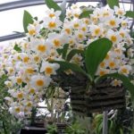 Orhideya-Dendrobium-600x381