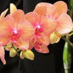 Правильне вирощування орхідеї Фаленопсис у домашніх умовах Orhideya-Falenopsis-600x381